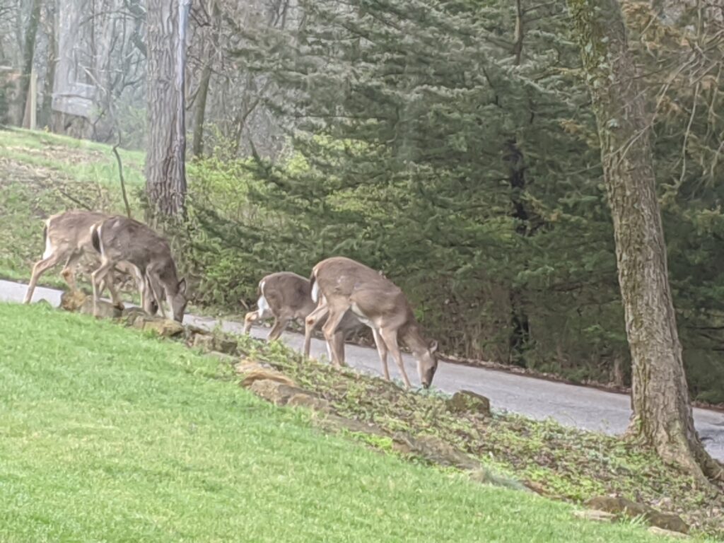 Three deer foraging near a paved path in a wooded area with dense greenery in the background.