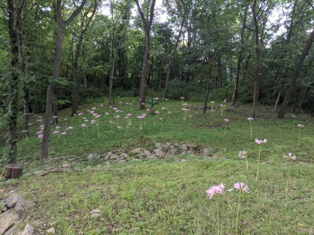 Forested area with tall trees, pink flowers scattered on sloped ground, rocks, and grassy patches.