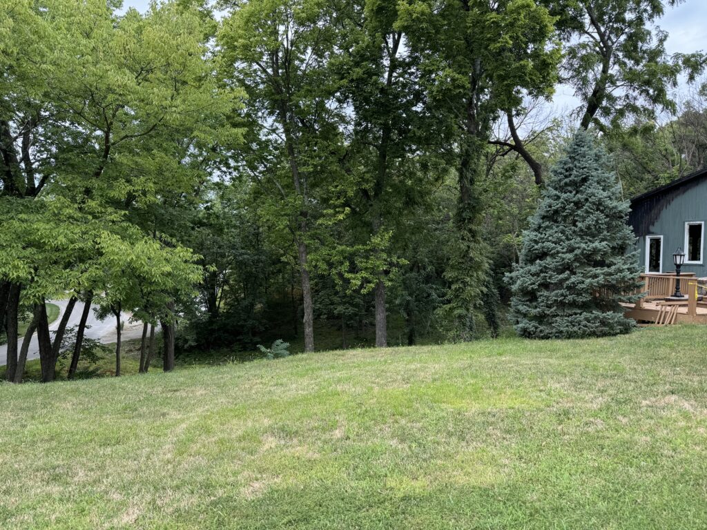 Grassy yard with leafy and coniferous trees, wooden deck on dark green building, and curved road nearby.