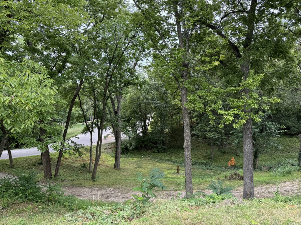 Lush green forested area with tall trees, dense foliage, and a paved road partially visible.