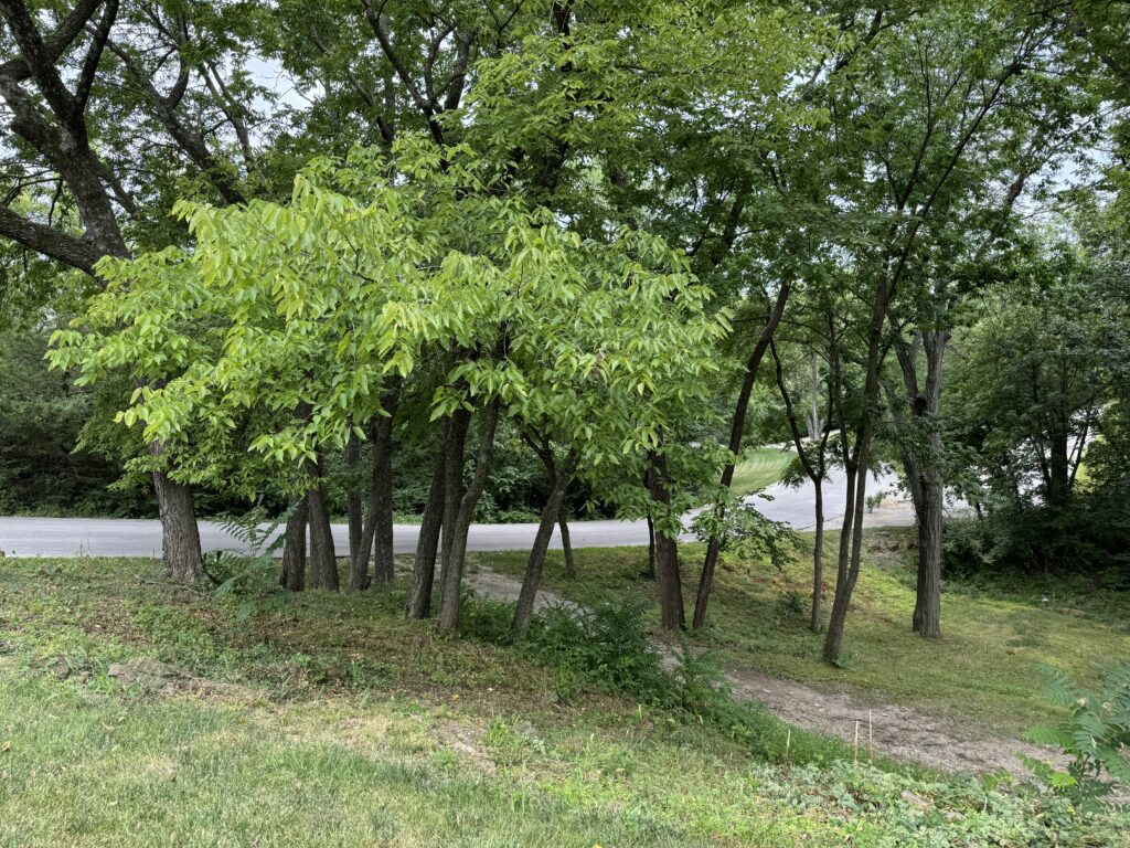 Grove of trees with green foliage by a paved road, grassy foreground, natural wooded area.