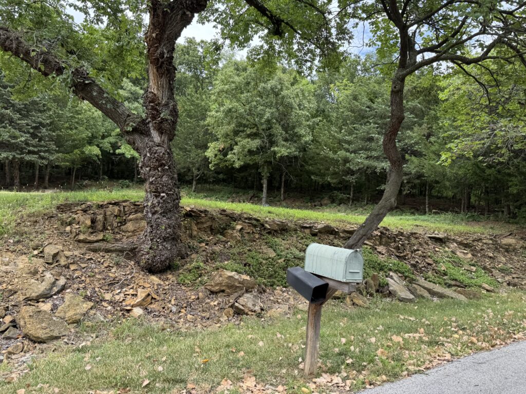 Weathered tree and rural roadside mailbox with wooded area in the background.