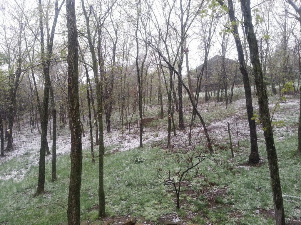 Forested area with tall, leafless trees, light snow, green grass, and a structure in the background.